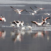 Flamingos at Wortelgat Outreach Trust